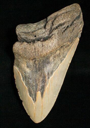 Bargain Megalodon Tooth #4984